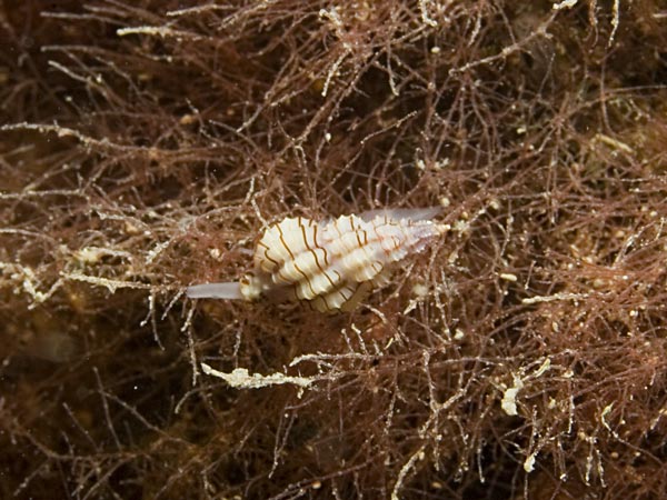 Raphitoma linearis